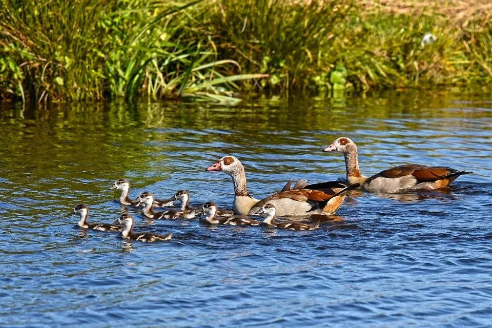 nile-goose-3510938_960_720.jpg