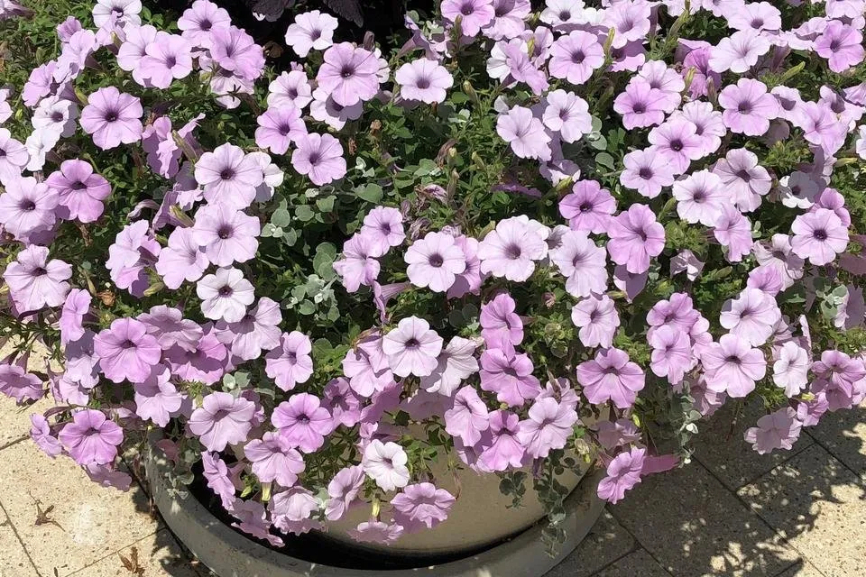 PurplePetunias.jpg