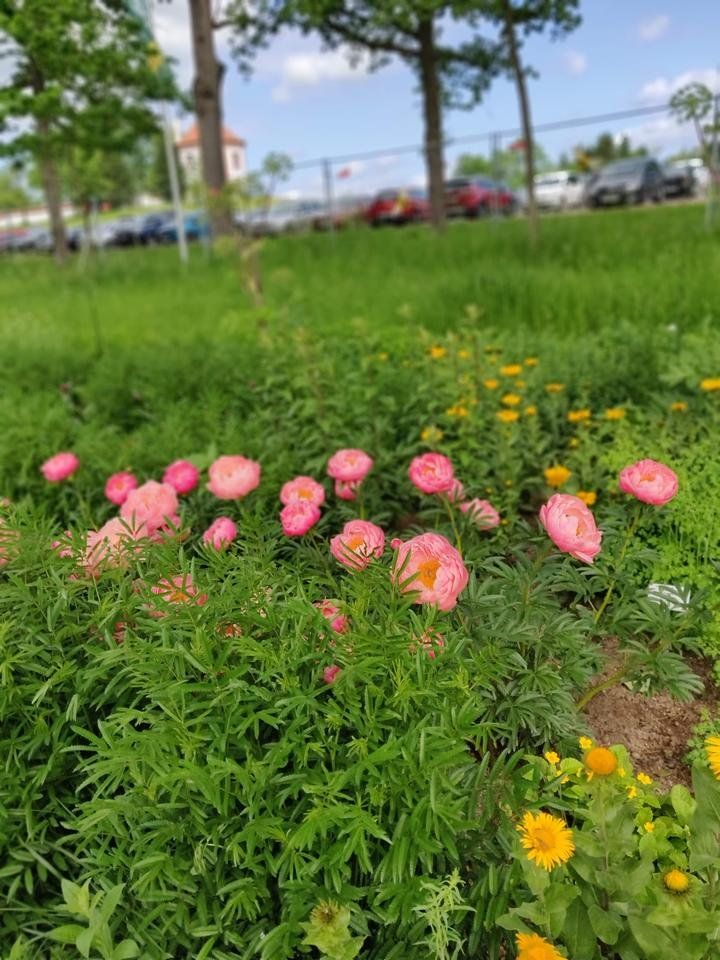 IMG_20190608_103149_Bokeh.jpg