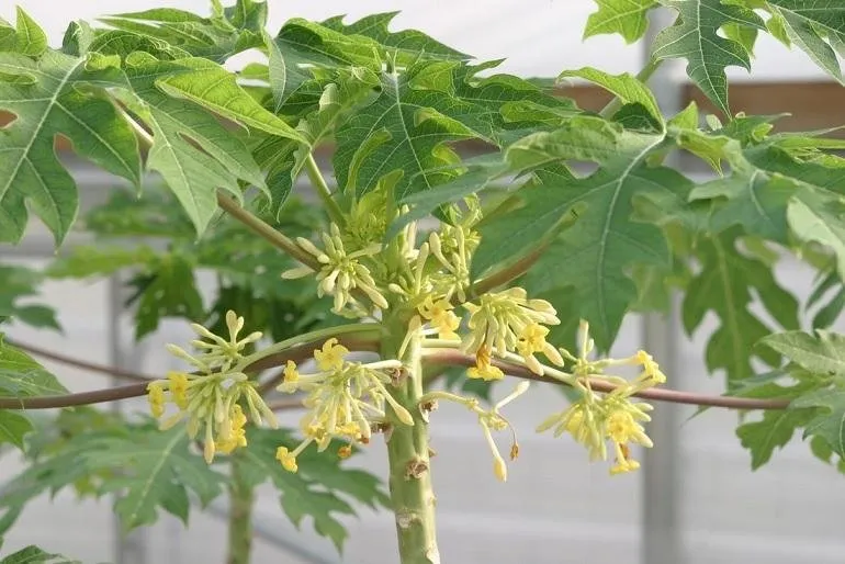 male pawpaw tree.jpg