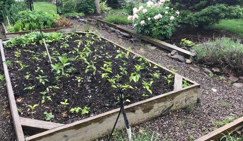 a veggie 2.jpg