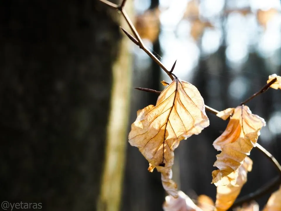 spring forest shots 2.jpg