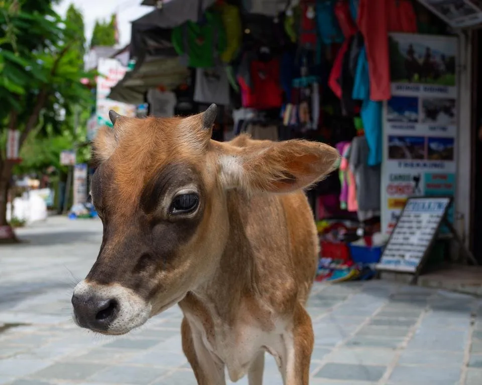 2018_09 - Nepal-123.jpg