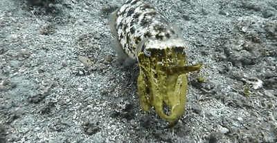 5b7c4bf81621b110594280.gif
