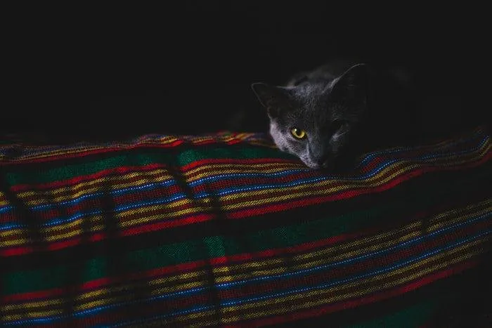 cat awak.jpg