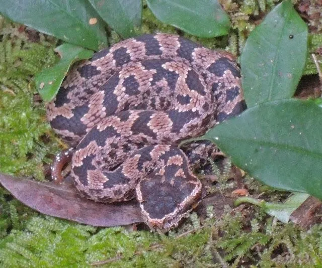 ular-viper-58302c4fe4afbd71111cdc25.jpg