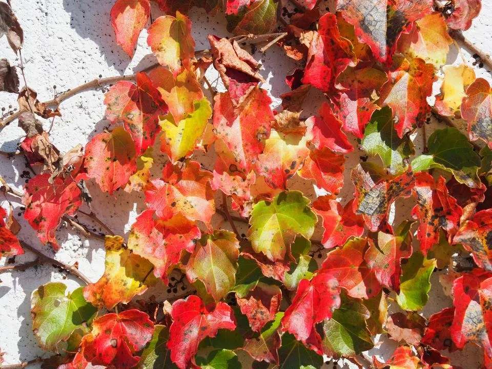 PA210253.JPG