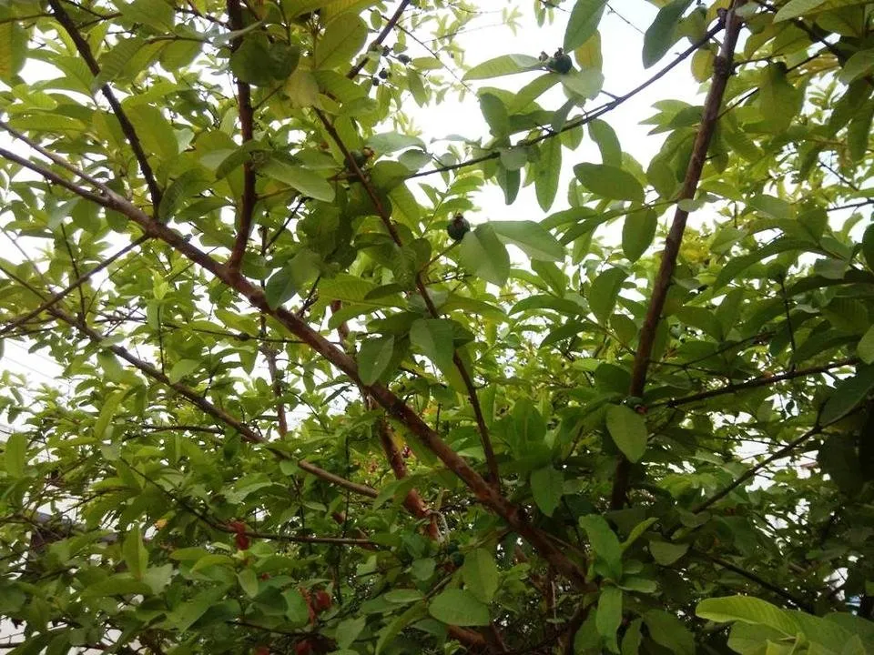 Green02.jpg