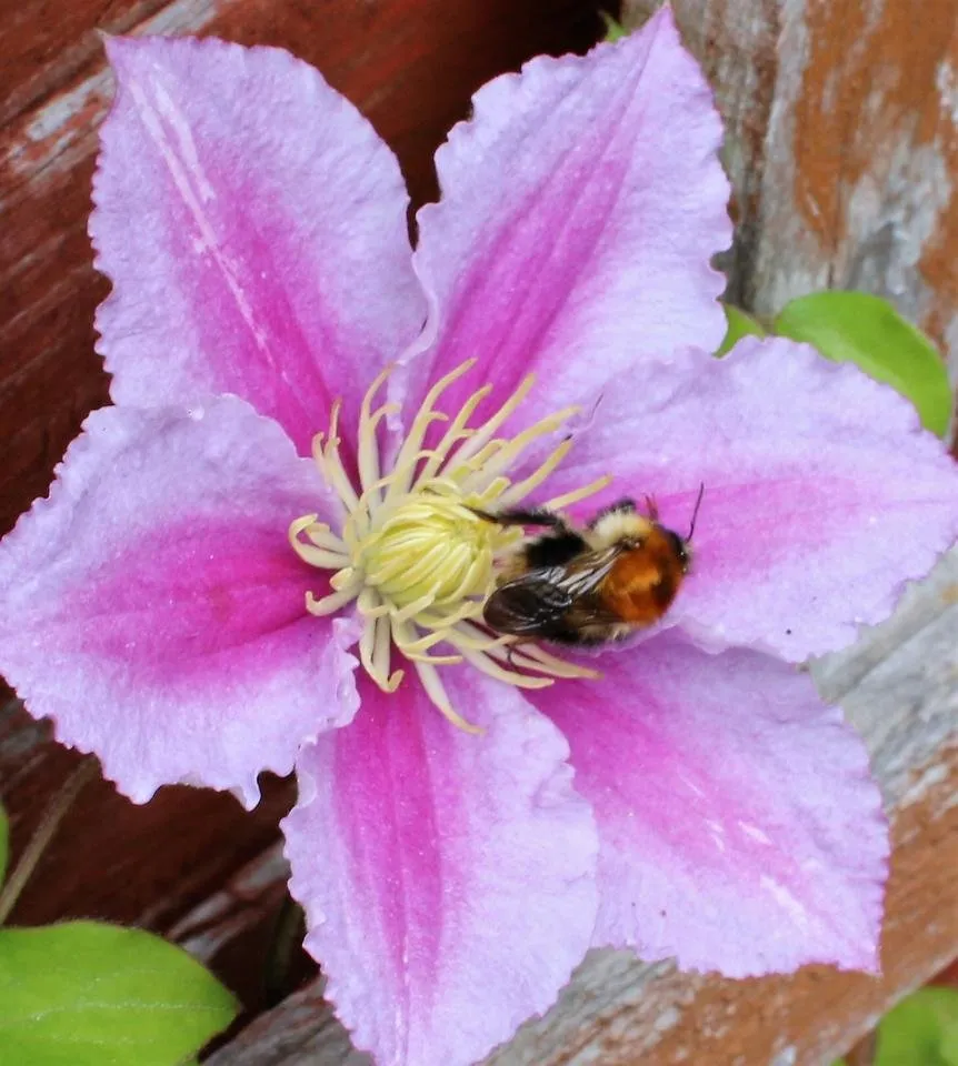 bee sleeping1.jpg