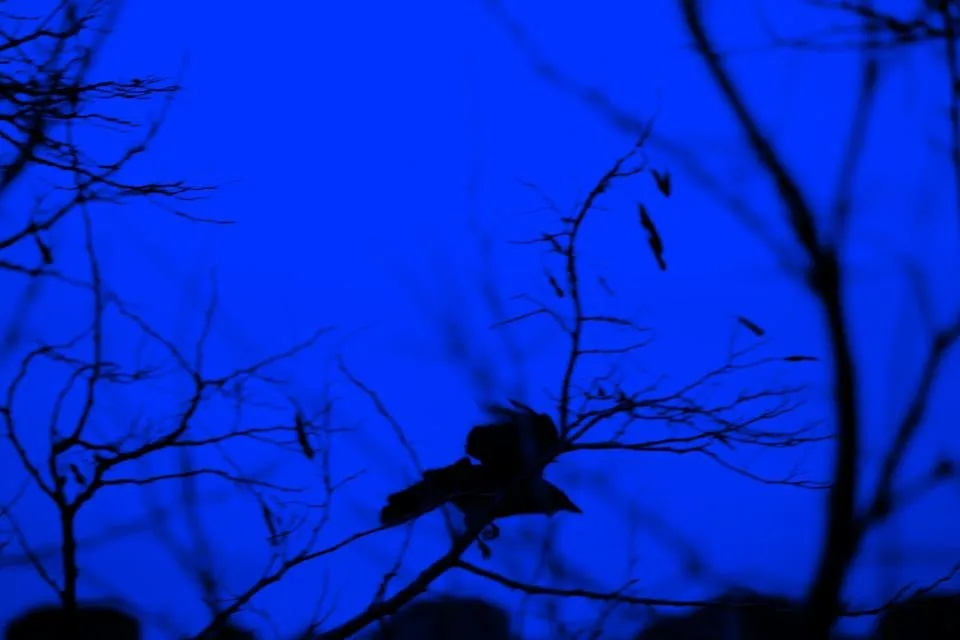 Crow Takeoff Blue.jpg