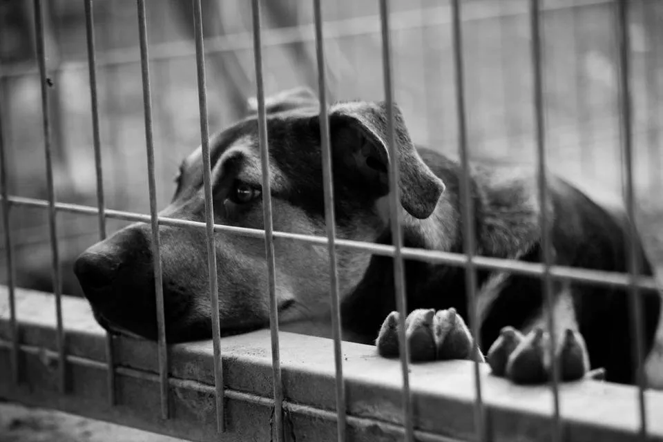 Dogs_Adoption_Victor_Bezrukov-64.jpg