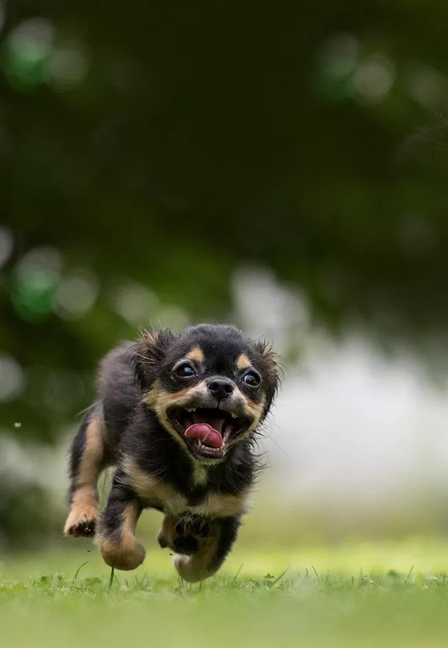 dog-1801419 copy.jpg