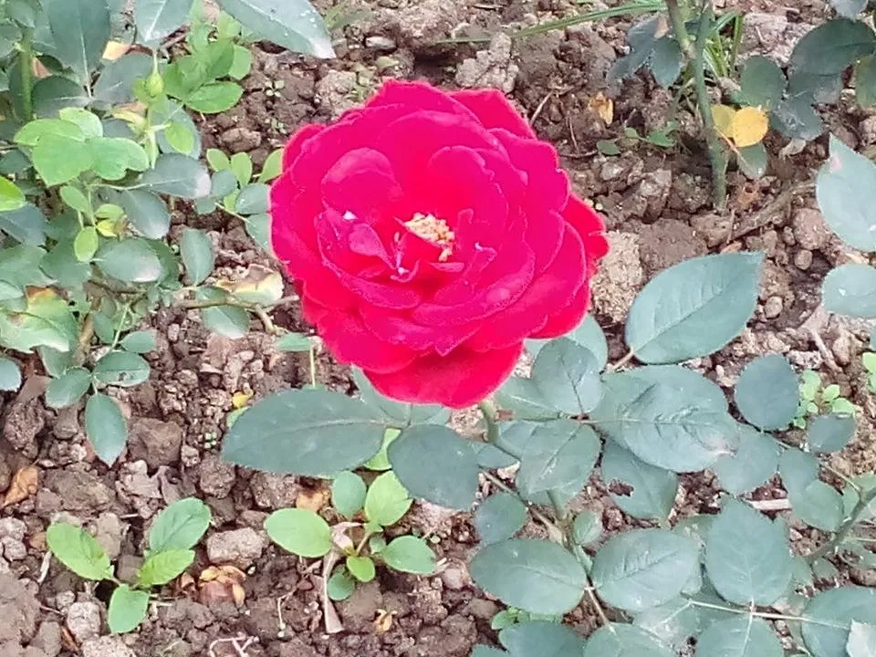 IMG_20181225_130636.jpg