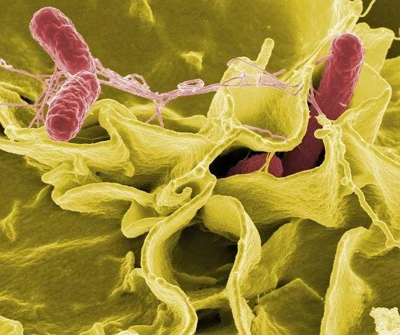 salmonella-549608__480.jpg