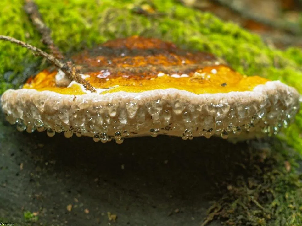 water drops on fomitopsis pinicola.jpg