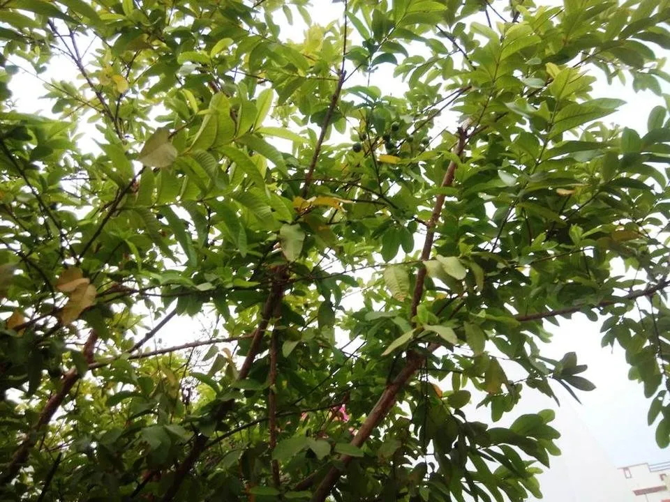 Green05.jpg