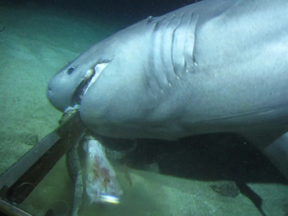 Six gill shark eating a hogs head from Karl Stanley's deep-sea submarine