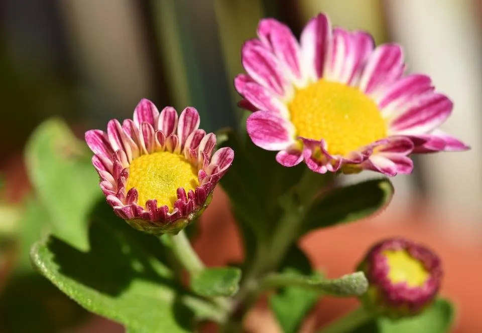 chrysanthemum daisy bud.jpg