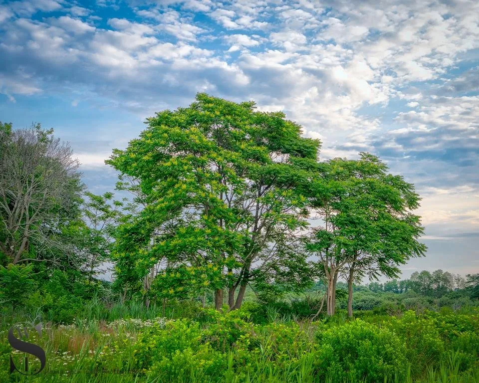 1 TT Mixed trees -2.jpg
