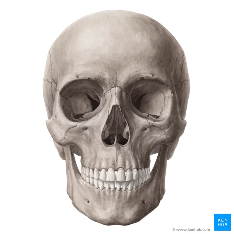 eEsfu70EOMx1TlBf5tYAiA_Go0bFvBvzClwSivuaiELg_head_01.png