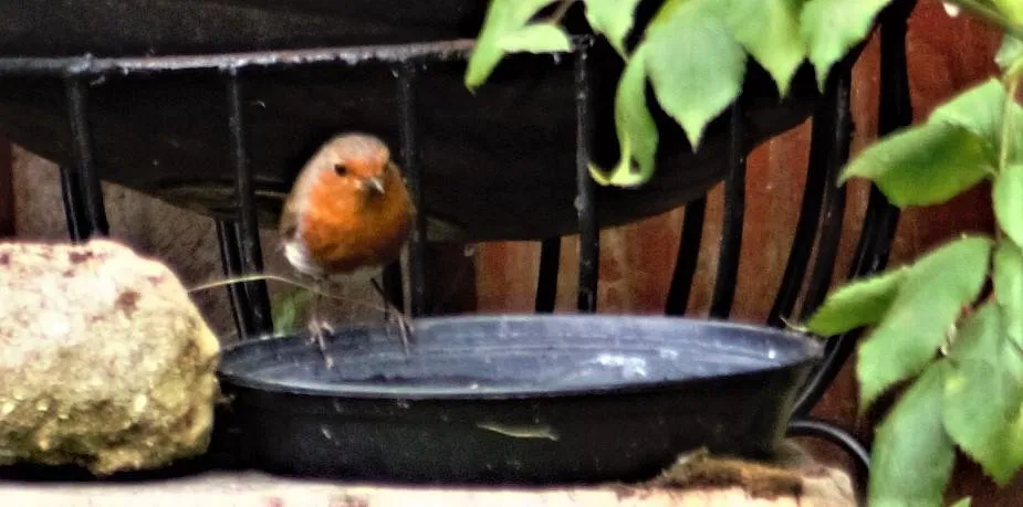 robin2.jpg