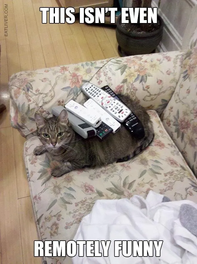 remote-cat.jpg