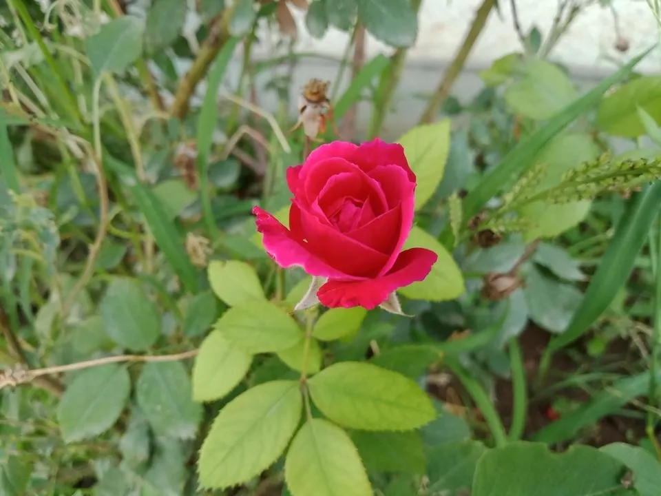 IMG20180820090139.jpg