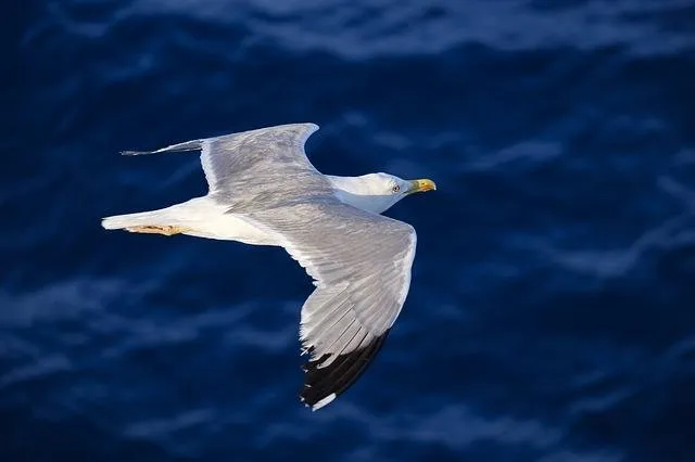 seagull-3491310_640.jpg