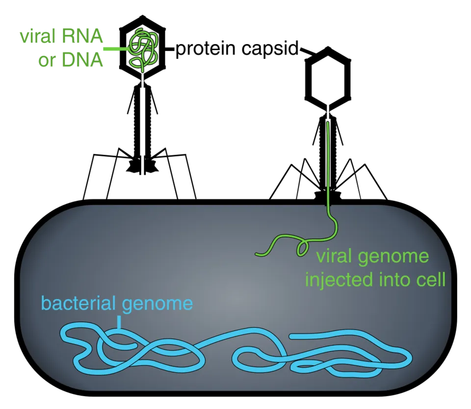 1024px-Phage_injecting_its_genome_into_bacteria.svg.png