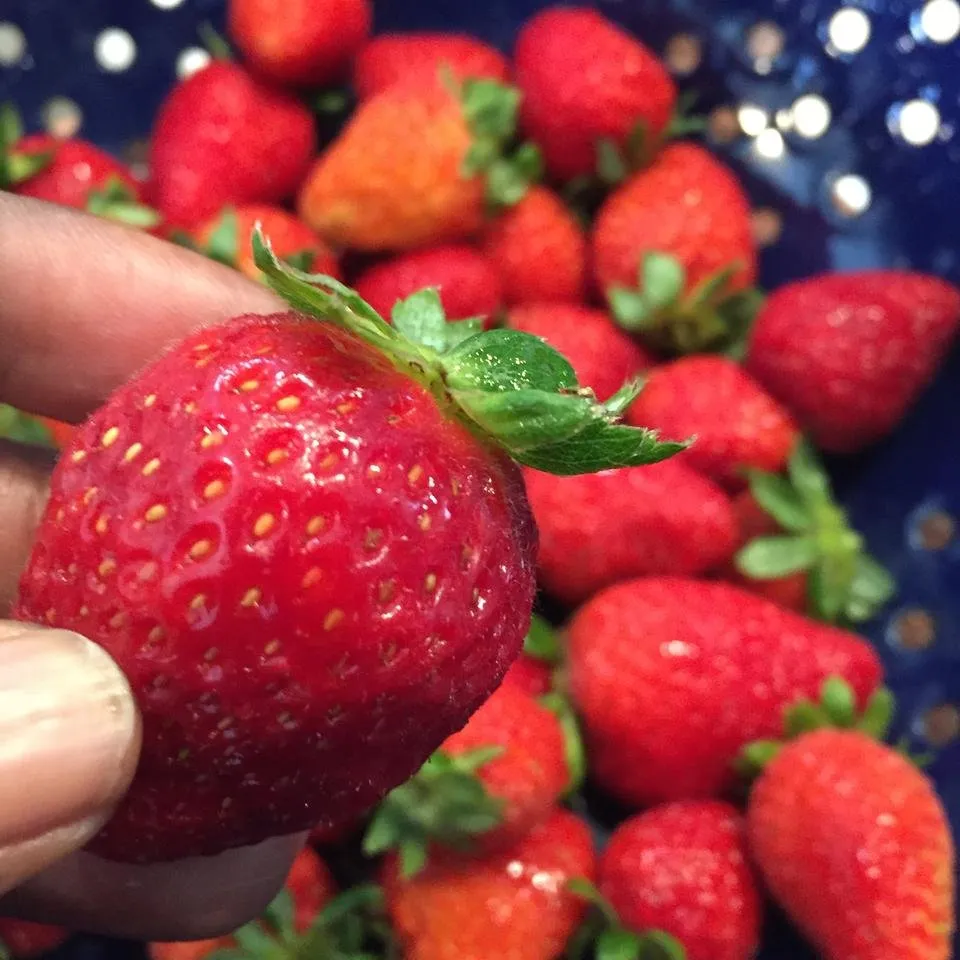 Organic Strawberries for Chutney.JPG