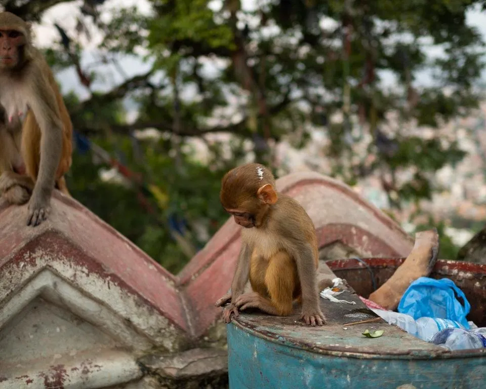 2018_09 - Nepal-075.jpg