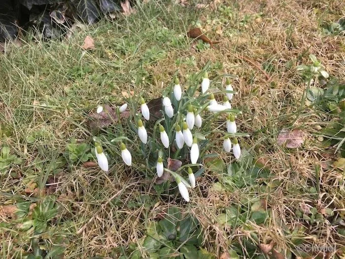 IMG_Schneeglöckchen.JPG