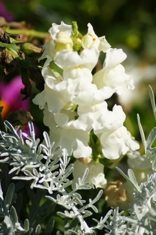 DSC04637 (2) Antirrhinum majus Grand Muflier Gueule-de-lion .JPG