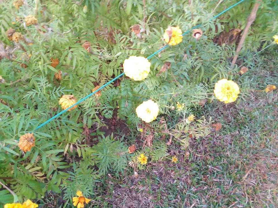IMG_20190221_070641.jpg