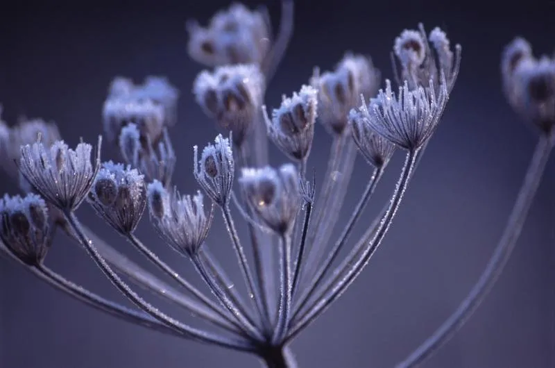 frosted_seed_head.jpg