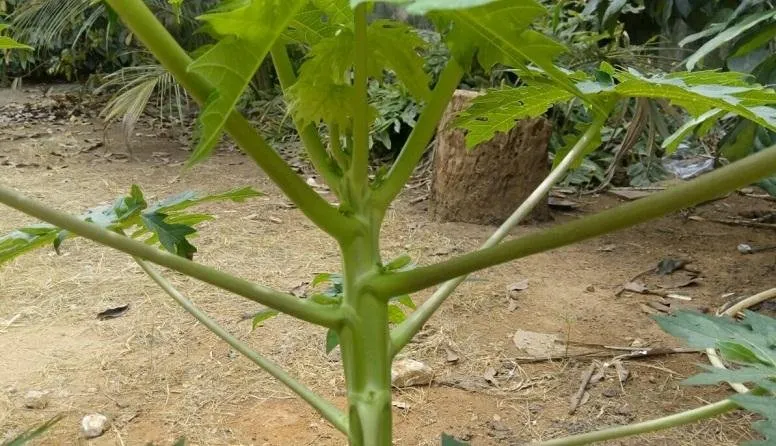 Female Pawpaw tree.jpg