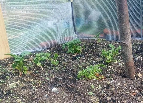 garden3.jpg