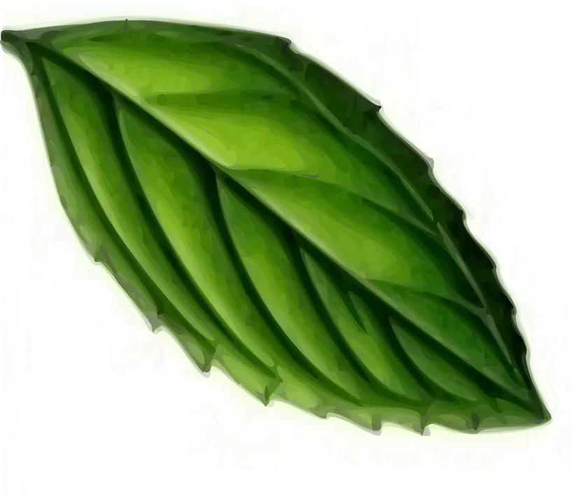 leaf-149845_960_720.png