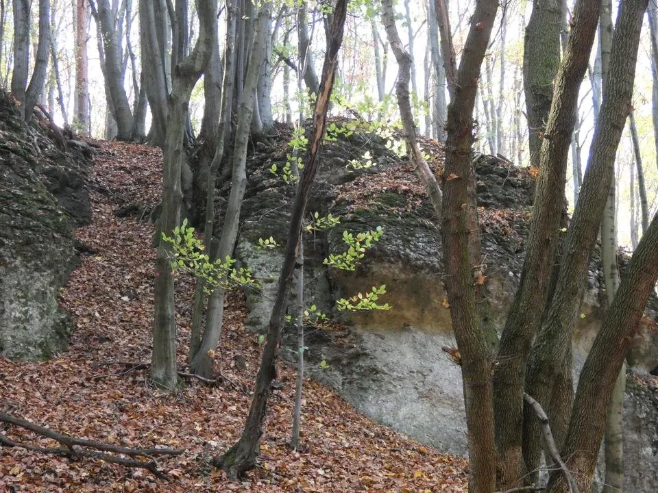 P1350800.JPG