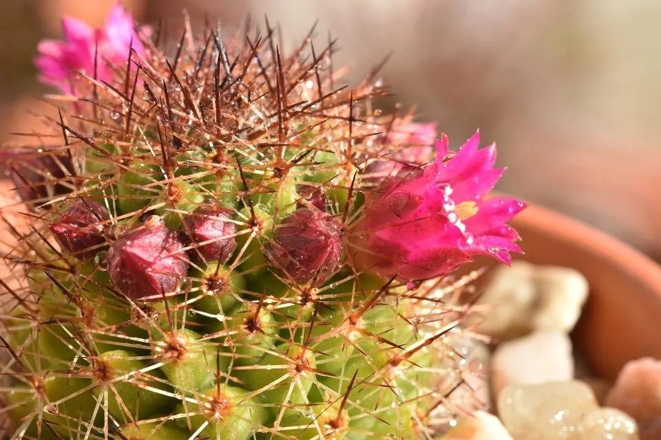 mammillaria red spines pink flowers 5.jpg