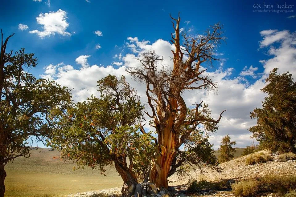 bristlecones3.jpg