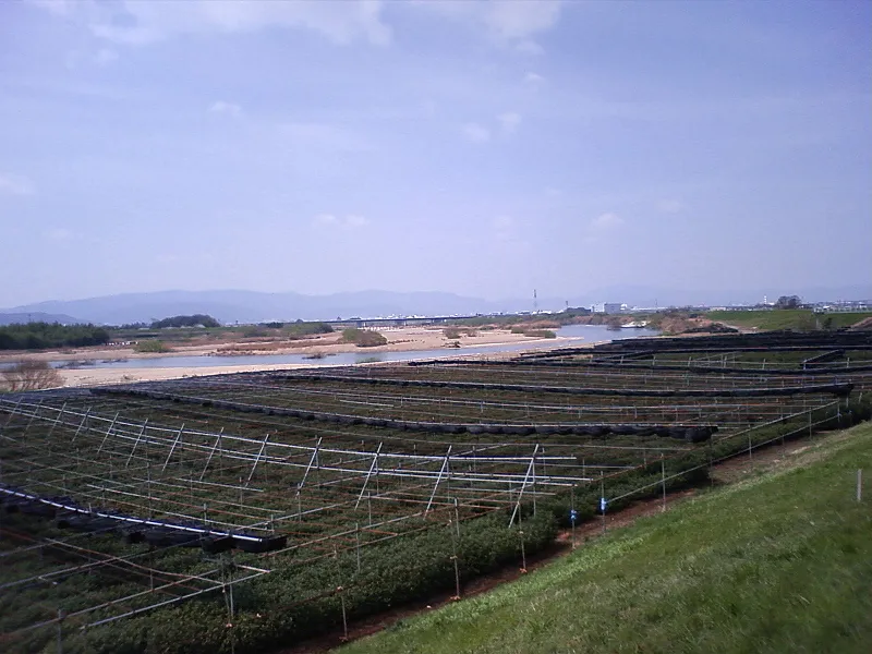木津川茶畑02.png