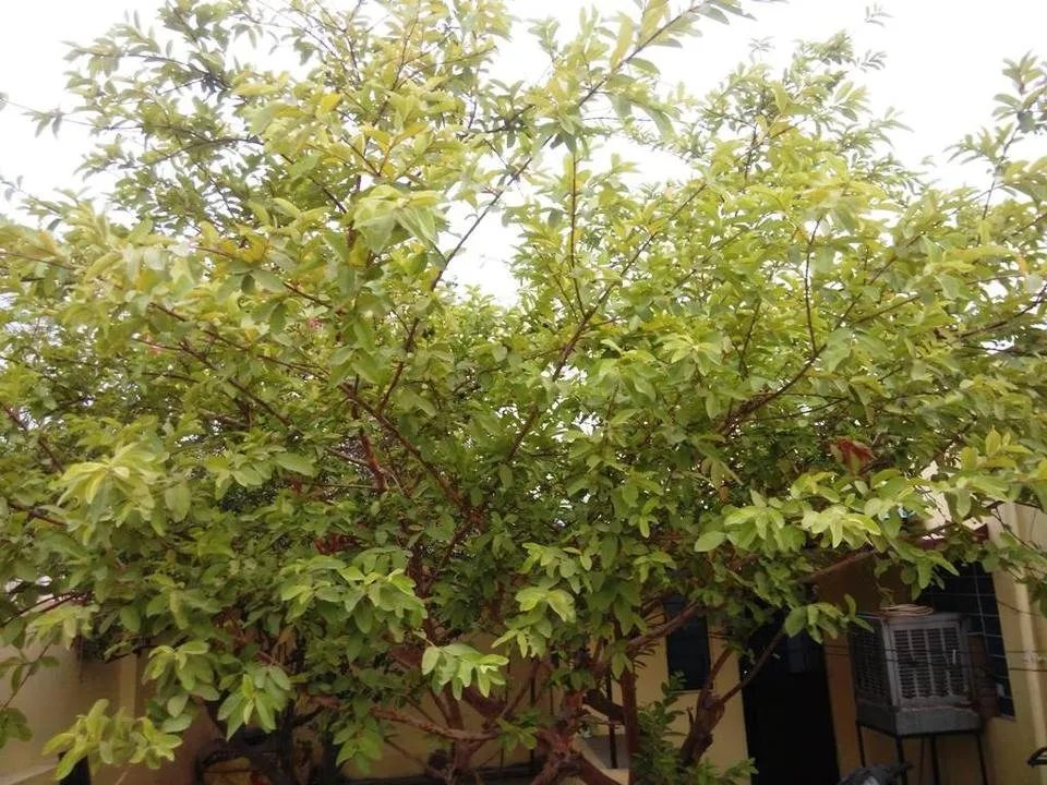 Green01.jpg
