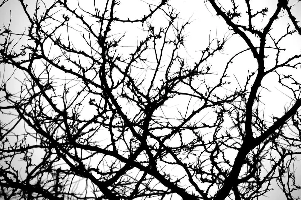 bare tree branches.jpg