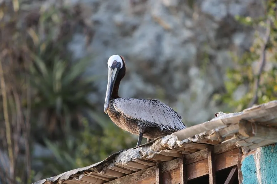 pelican-3690324.jpg