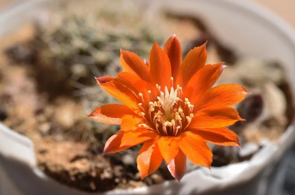 Aylostera Flavistyla FR756 cactus flower 1.jpg