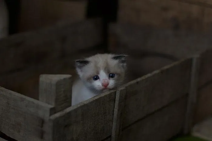 kitten.jpg