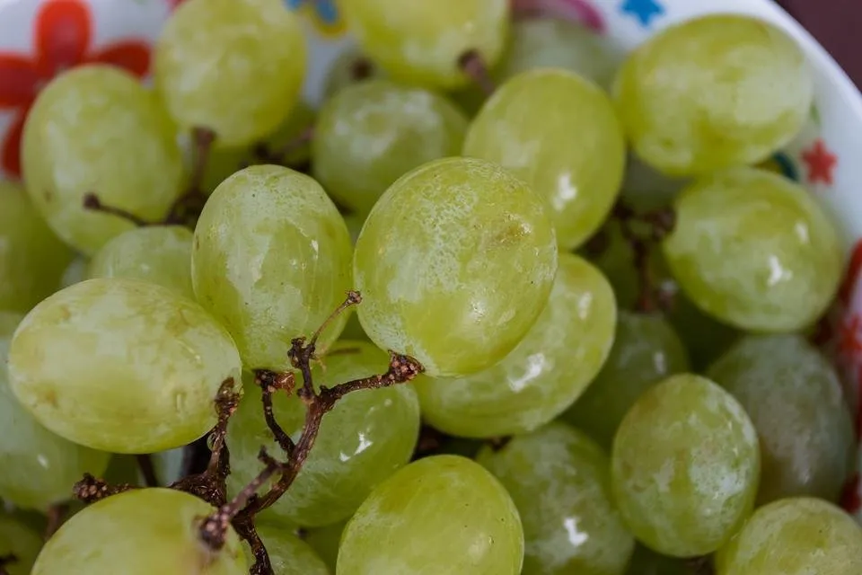 Fruit-Delicious-Healthy-Grapes-Nature-Plant-4626173.jpg