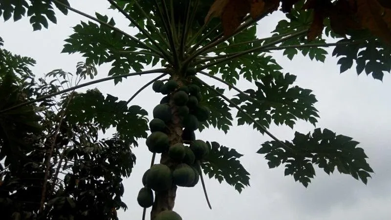 Difference between a male and a female pawpaw tree.jpg