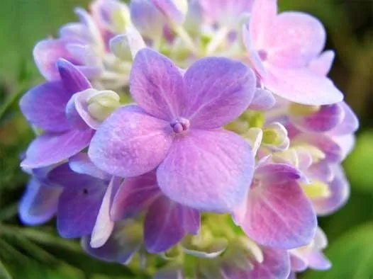 hydrangea_leafflower.jpg